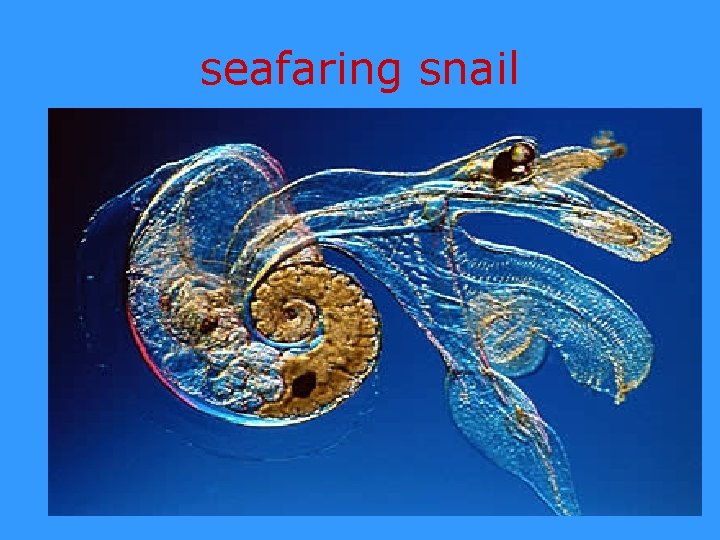seafaring snail 