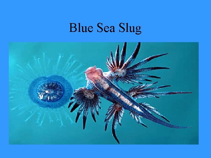 Blue Sea Slug 
