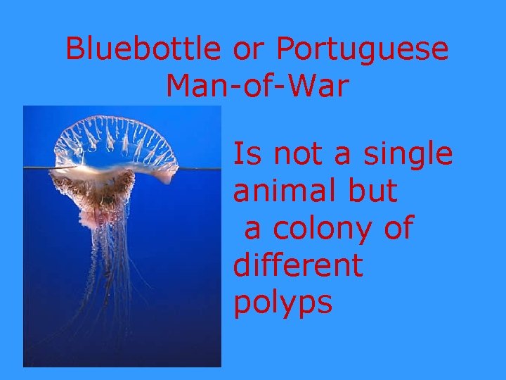 Bluebottle or Portuguese Man-of-War Is not a single animal but a colony of different