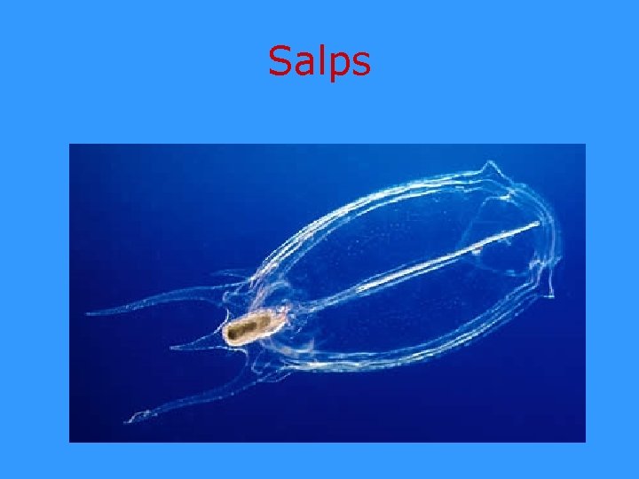 Salps 