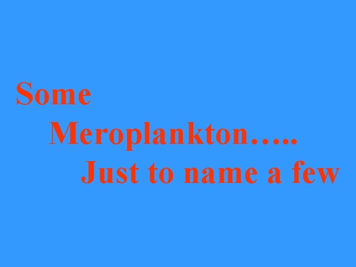 Some Meroplankton…. . Just to name a few 