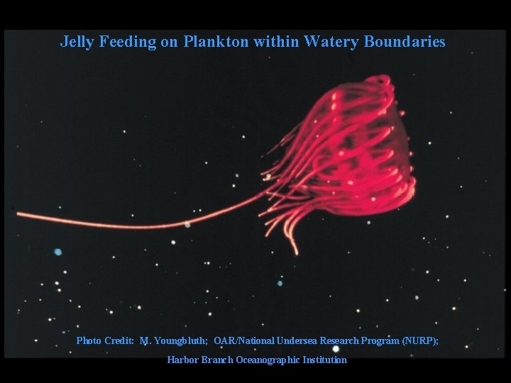 Jelly Feeding on Plankton within Watery Boundaries Photo Credit: M. Youngbluth; OAR/National Undersea Research