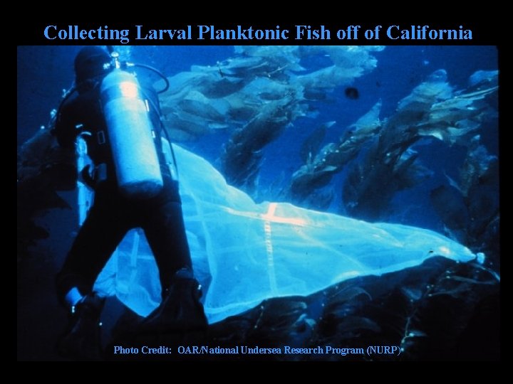 Collecting Larval Planktonic Fish off of California Photo Credit: OAR/National Undersea Research Program (NURP)