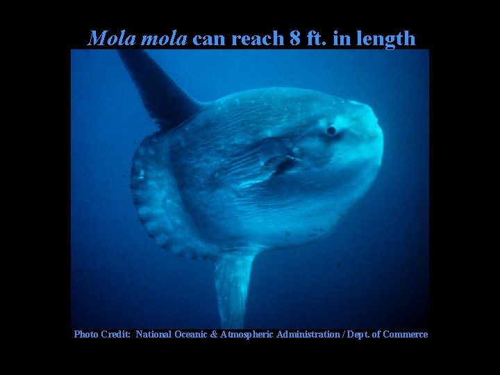 Mola mola can reach 8 ft. in length Photo Credit: National Oceanic & Atmospheric