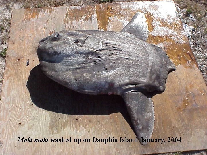 Mola mola washed up on Dauphin Island January, 2004 