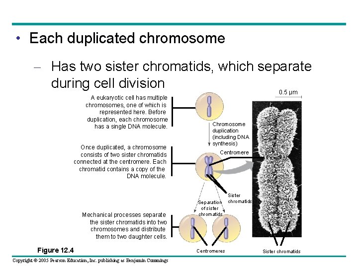  • Each duplicated chromosome – Has two sister chromatids, which separate during cell