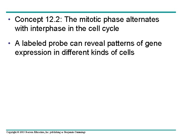  • Concept 12. 2: The mitotic phase alternates with interphase in the cell