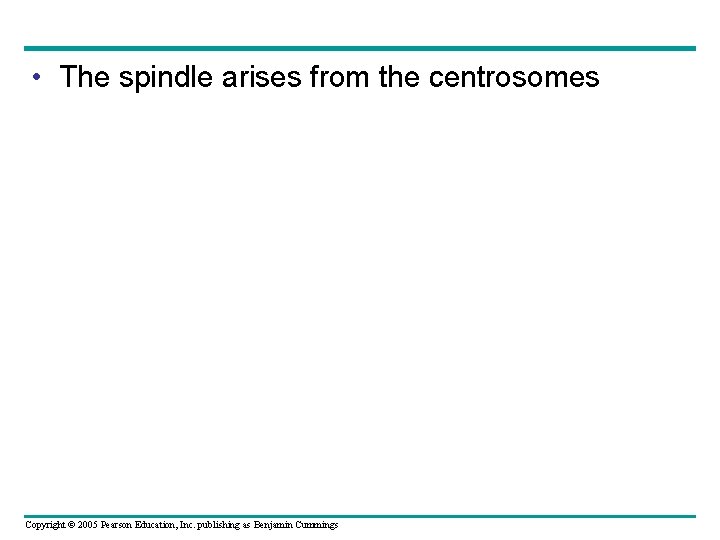  • The spindle arises from the centrosomes Copyright © 2005 Pearson Education, Inc.