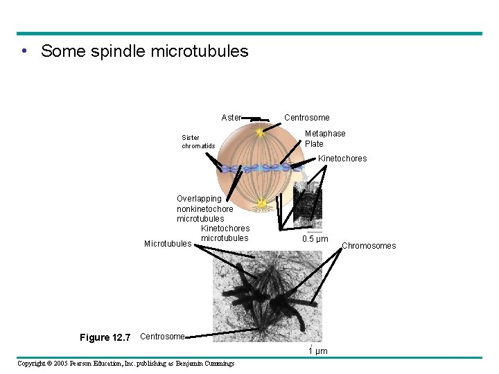  • Some spindle microtubules Aster Sister chromatids Centrosome Metaphase Plate Kinetochores Overlapping nonkinetochore