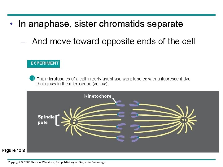  • In anaphase, sister chromatids separate – And move toward opposite ends of