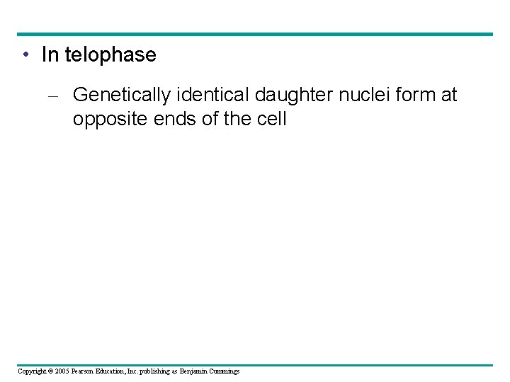  • In telophase – Genetically identical daughter nuclei form at opposite ends of