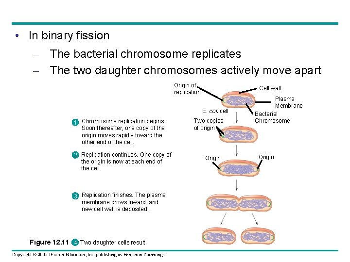  • In binary fission – The bacterial chromosome replicates – The two daughter
