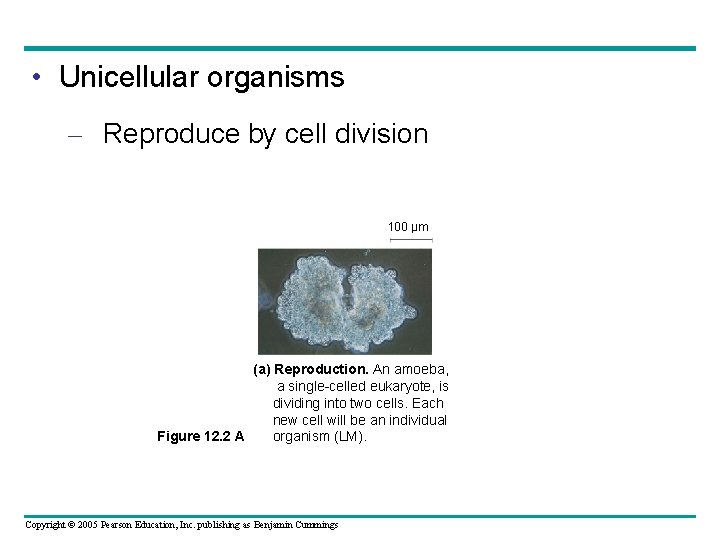  • Unicellular organisms – Reproduce by cell division 100 µm (a) Reproduction. An