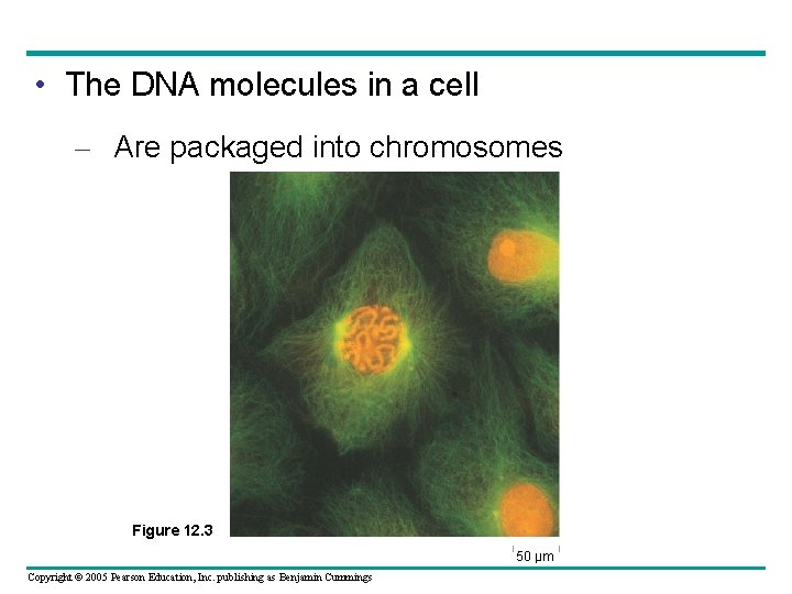  • The DNA molecules in a cell – Are packaged into chromosomes Figure