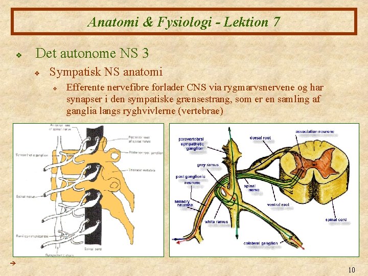 Anatomi & Fysiologi - Lektion 7 v Det autonome NS 3 v Sympatisk NS