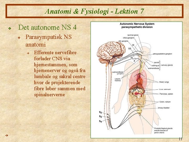 Anatomi & Fysiologi - Lektion 7 v Det autonome NS 4 v Parasympatisk NS