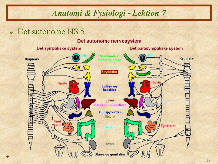 Anatomi & Fysiologi - Lektion 7 v Det autonome NS 5 12 