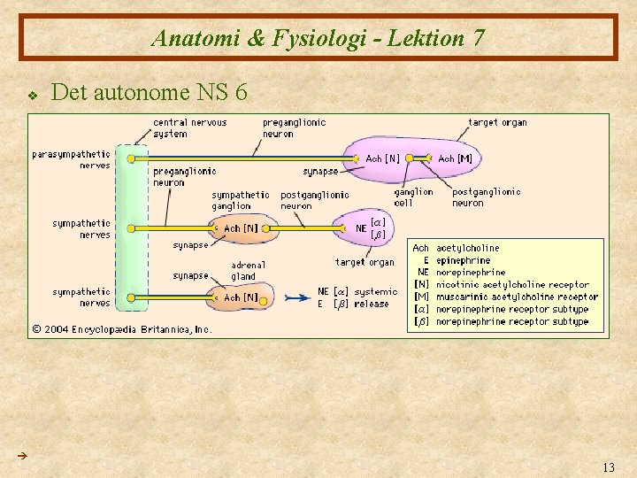 Anatomi & Fysiologi - Lektion 7 v Det autonome NS 6 13 