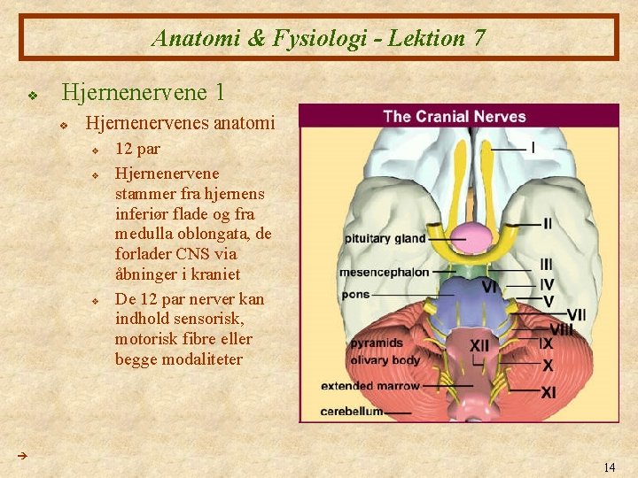 Anatomi & Fysiologi - Lektion 7 v Hjernenervene 1 v Hjernenervenes anatomi v v