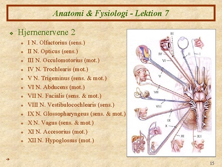 Anatomi & Fysiologi - Lektion 7 v Hjernenervene 2 v v v I N.