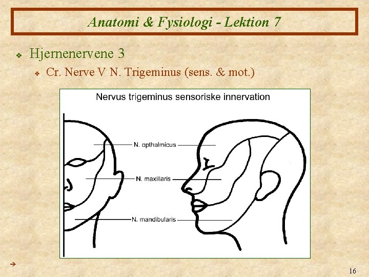 Anatomi & Fysiologi - Lektion 7 v Hjernenervene 3 v Cr. Nerve V N.