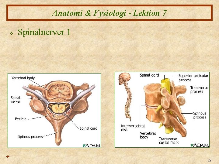Anatomi & Fysiologi - Lektion 7 v Spinalnerver 1 18 