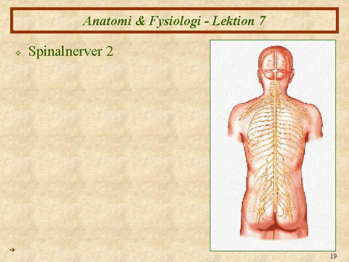 Anatomi & Fysiologi - Lektion 7 v Spinalnerver 2 19 