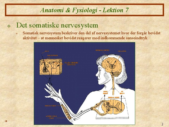 Anatomi & Fysiologi - Lektion 7 v Det somatiske nervesystem v Somatisk nervesystem beskriver