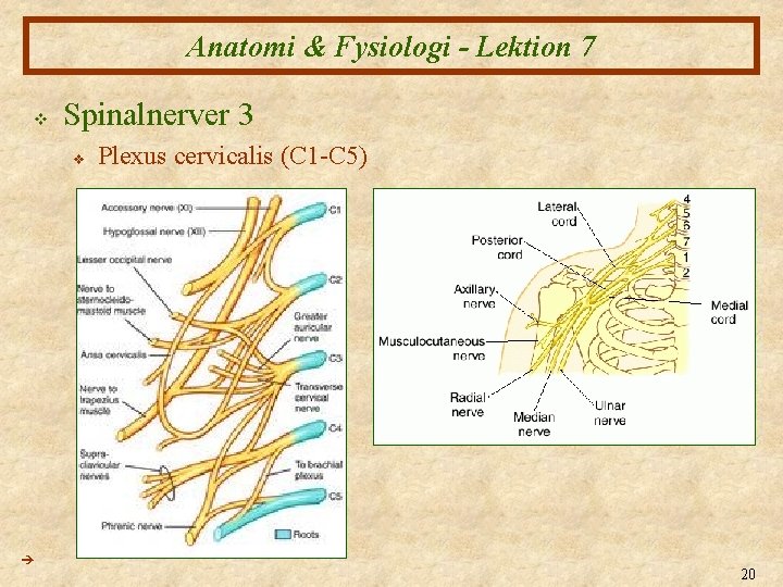 Anatomi & Fysiologi - Lektion 7 v Spinalnerver 3 v Plexus cervicalis (C 1