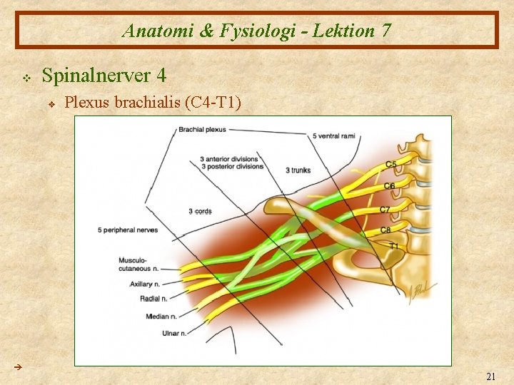 Anatomi & Fysiologi - Lektion 7 v Spinalnerver 4 v Plexus brachialis (C 4