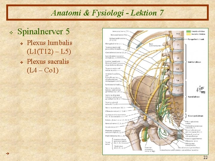 Anatomi & Fysiologi - Lektion 7 v Spinalnerver 5 v v Plexus lumbalis (L