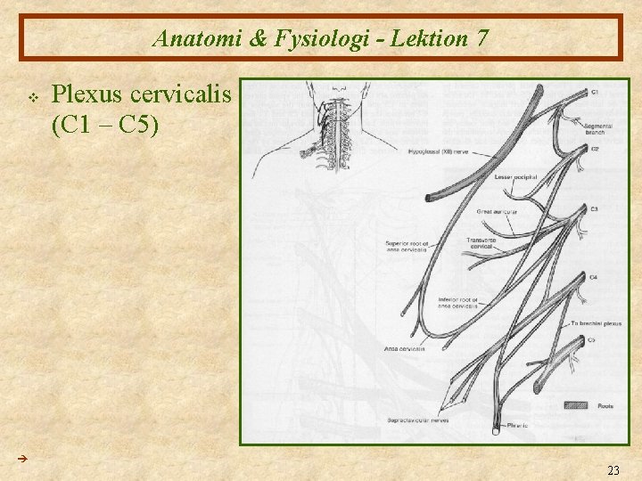 Anatomi & Fysiologi - Lektion 7 v Plexus cervicalis (C 1 – C 5)