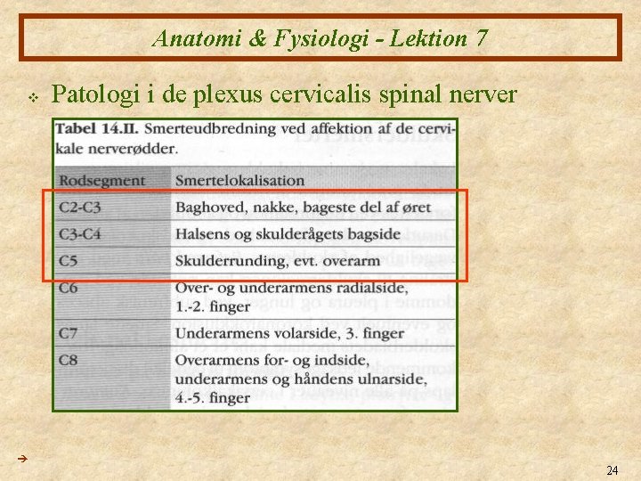 Anatomi & Fysiologi - Lektion 7 v Patologi i de plexus cervicalis spinal nerver