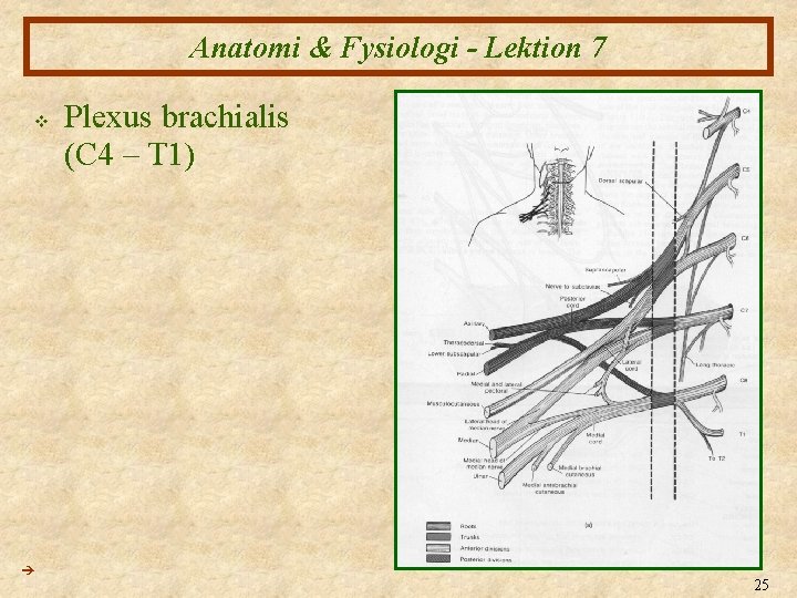 Anatomi & Fysiologi - Lektion 7 v Plexus brachialis (C 4 – T 1)