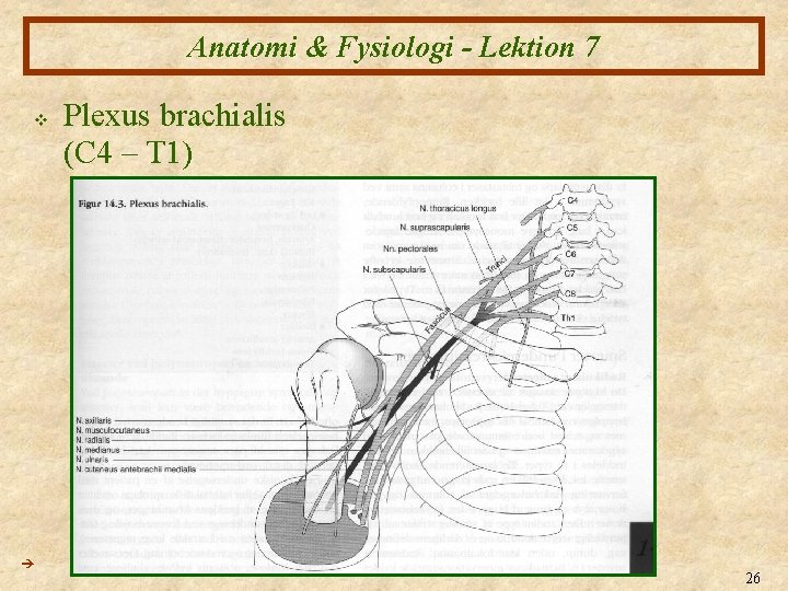 Anatomi & Fysiologi - Lektion 7 v Plexus brachialis (C 4 – T 1)