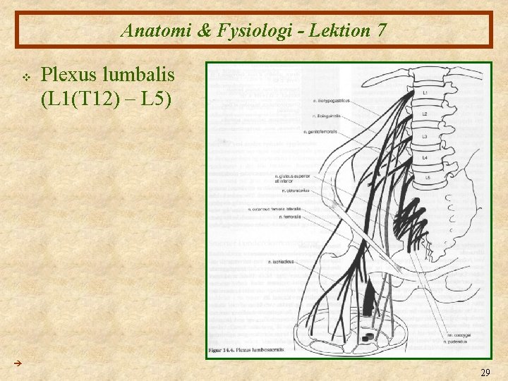 Anatomi & Fysiologi - Lektion 7 v Plexus lumbalis (L 1(T 12) – L