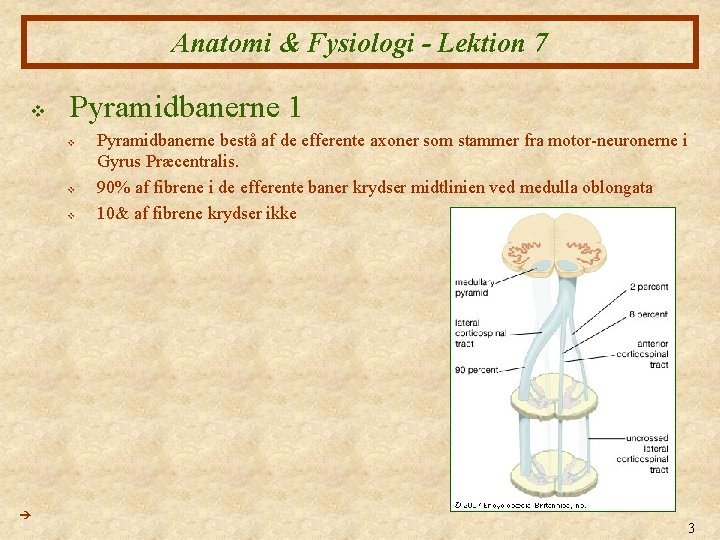 Anatomi & Fysiologi - Lektion 7 v Pyramidbanerne 1 v v v Pyramidbanerne bestå