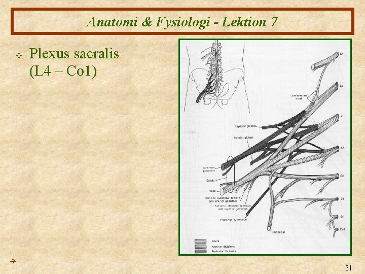 Anatomi & Fysiologi - Lektion 7 v Plexus sacralis (L 4 – Co 1)