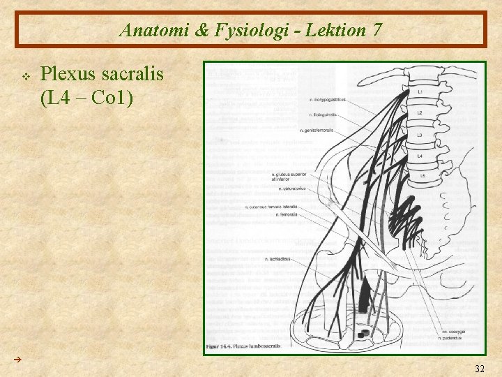 Anatomi & Fysiologi - Lektion 7 v Plexus sacralis (L 4 – Co 1)