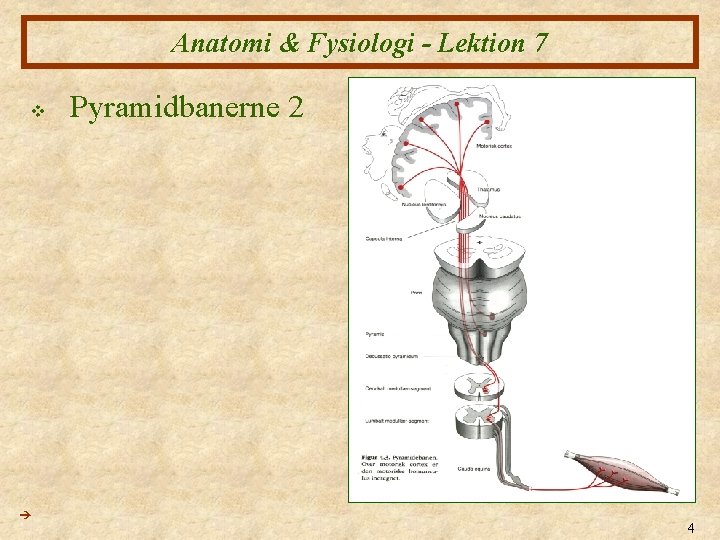 Anatomi & Fysiologi - Lektion 7 v Pyramidbanerne 2 4 
