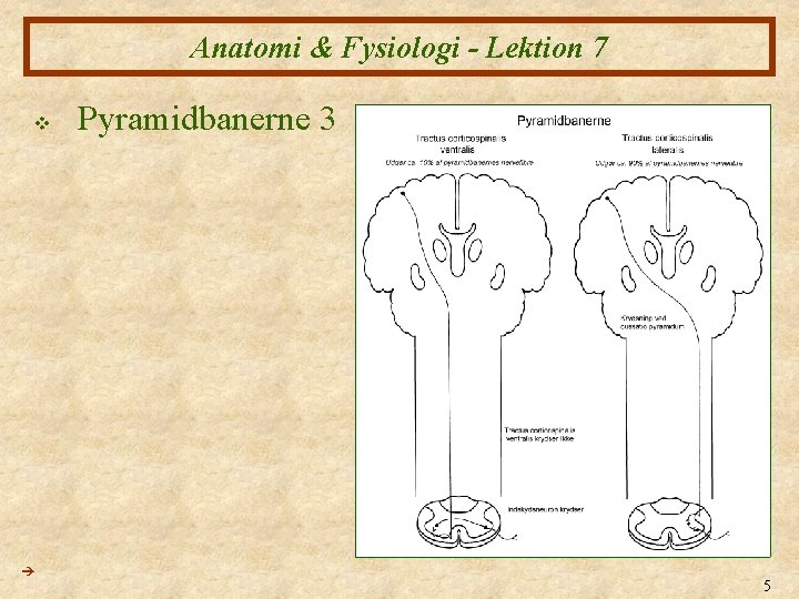 Anatomi & Fysiologi - Lektion 7 v Pyramidbanerne 3 5 