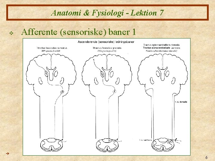 Anatomi & Fysiologi - Lektion 7 v Afferente (sensoriske) baner 1 6 