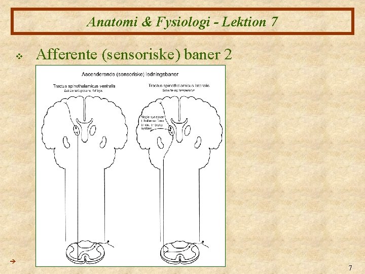 Anatomi & Fysiologi - Lektion 7 v Afferente (sensoriske) baner 2 7 