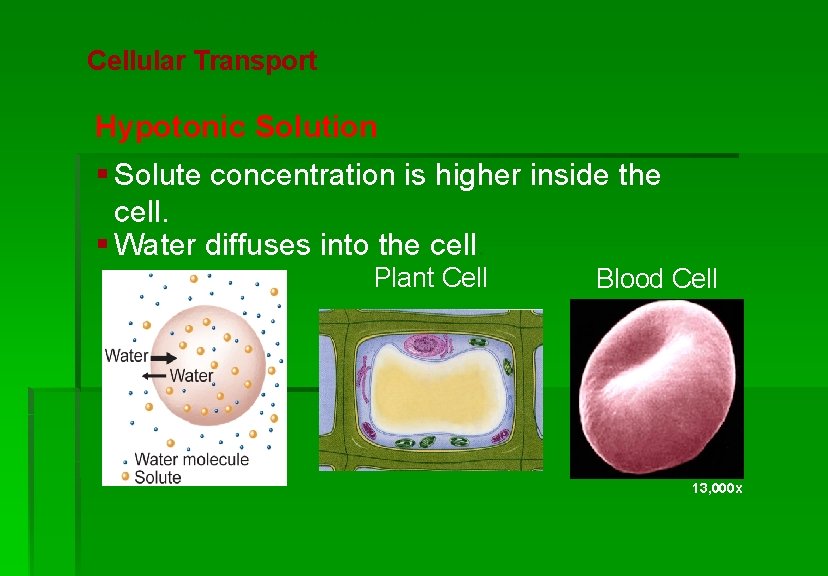 Cellular Structure and Function Cellular Transport Hypotonic Solution § Solute concentration is higher inside