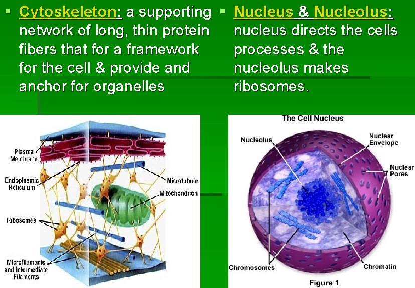 § Cytoskeleton: a supporting § Nucleus & Nucleolus: network of long, thin protein nucleus