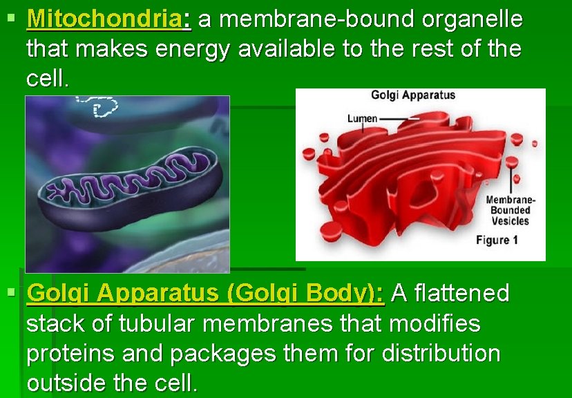 § Mitochondria: a membrane-bound organelle that makes energy available to the rest of the