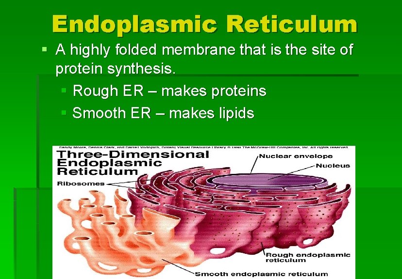 Endoplasmic Reticulum § A highly folded membrane that is the site of protein synthesis.