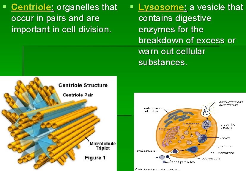 § Centriole: organelles that occur in pairs and are important in cell division. §