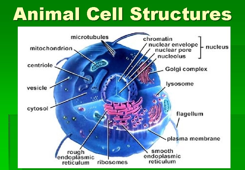 Animal Cell Structures 