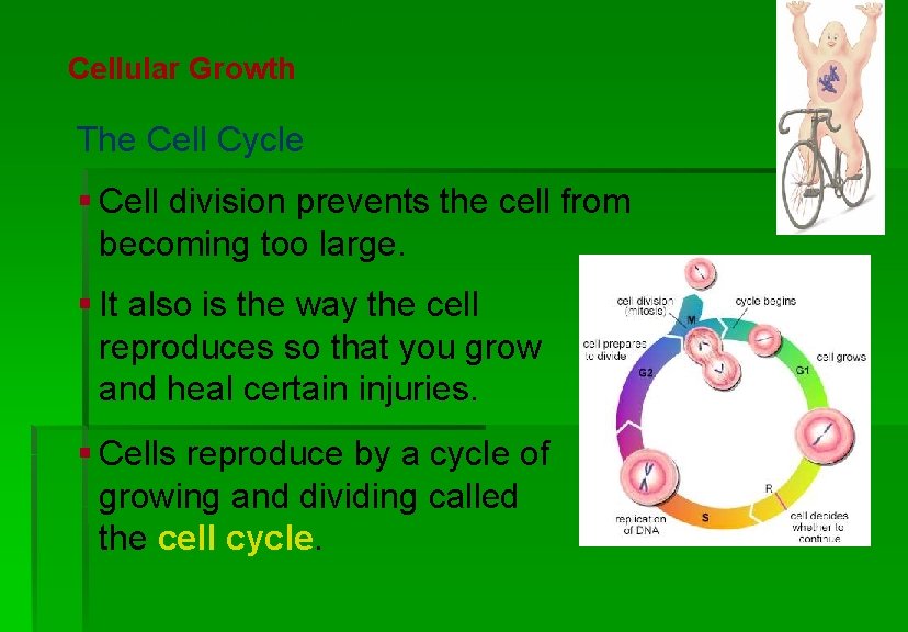 Cellular Reproduction Cellular Growth The Cell Cycle § Cell division prevents the cell from